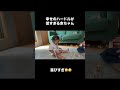 服のはだけと散らかってるのはお許しください#baby #1歳児 #1歳0ヶ月