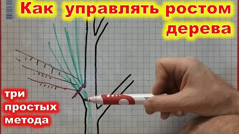 Как УПРАВЛЯТЬ РОСТОМ ДЕРЕВА в саду. Методы усиления и снижения роста.