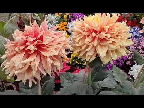 वीडियो: गमले में ट्यूलिप (13 तस्वीरें): घर पर खिड़की पर फूल कैसे लगाएं और उगाएं? क्या वसंत में बल्ब लगाए जा सकते हैं?