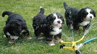 Hilarious Puppies Playing With Sprinklers