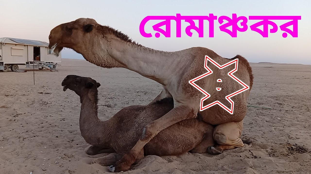 camel farm bahrain | camel farm design | camel farm in uae | HD Animal Life