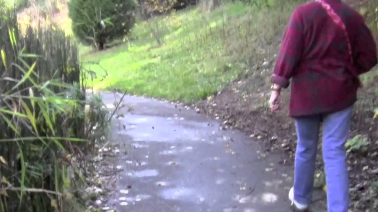 The Black River Riparian Forest