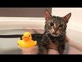 妹の入浴中に遊びに来てしまった猫w