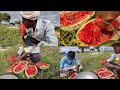 2000 kg watermelon  farm fresh fruit eating  watermelon seeds extract for export