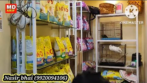 Video 2464361: persian cat food review, best persian cat food