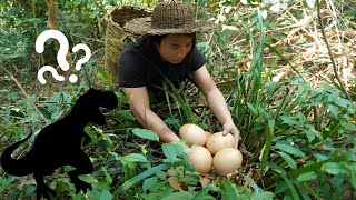 Download Lagu Foraging for food in the forest - Catching and cooking, finding giant eggs, shelter in the river MP3