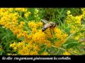 Solidago gigantea la verge dor gante finalement une plante qui ne sent pas si bon 