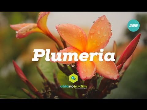 Vídeo: Cuidados com Plumeria: Como Crescer Plumeria