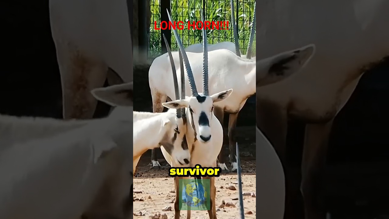 Oryx: The Desert Antelope That Can Live Without Water!
