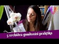 Orchidea gondozása | 5 praktika, ami segíti az orchideák fejlődését