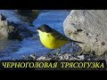 Черноголовая Трясогузка / Black-headed Wagtail / Motacilla feldegg