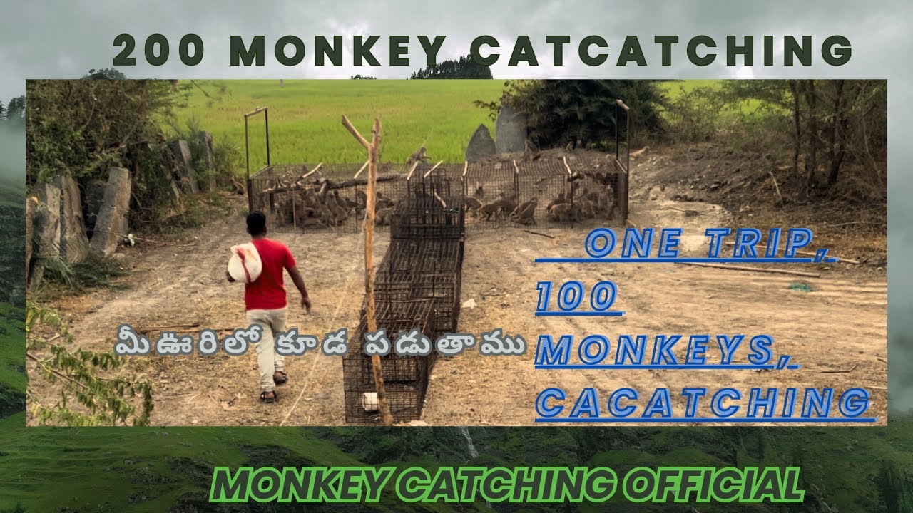 100 కోతులు ఓకే trip లో పట్టము video పూర్తిగా చుడండి మొత్తం కోతులు 200 పట్టము  ￼pls￼ subscribeచేయండి