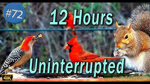 TV for Cats 😻12 Hours of Birds 🐦 and Squirrels 🐿Feeder Uninterrupted CatTV
