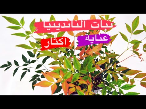 فيديو: متى يتم زرع nandina؟