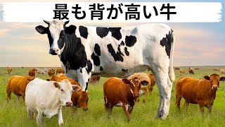 どでかい動物12選