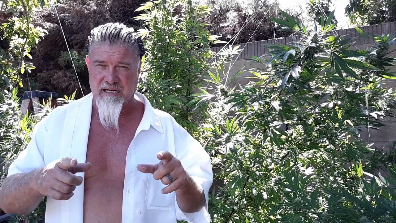 Harvestober. Getting close to harvest and the buds are huge and sticky(2)