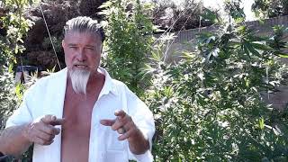 Harvestober. Getting close to harvest and the buds are huge and sticky(2)
