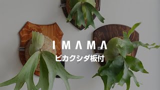 ビカクシダ板付動画