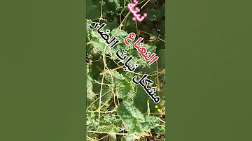 النعناع اللي عندو خبرة يقول لنا هاد النبتة ليناضت فوق النعناع 
