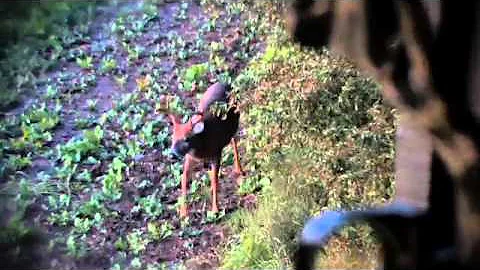 GK Spotlight - Stages of the sportsman