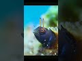 Cute & Funny Fish Moments: Aquatic Wildlife Wonders | Wild Earth Vision