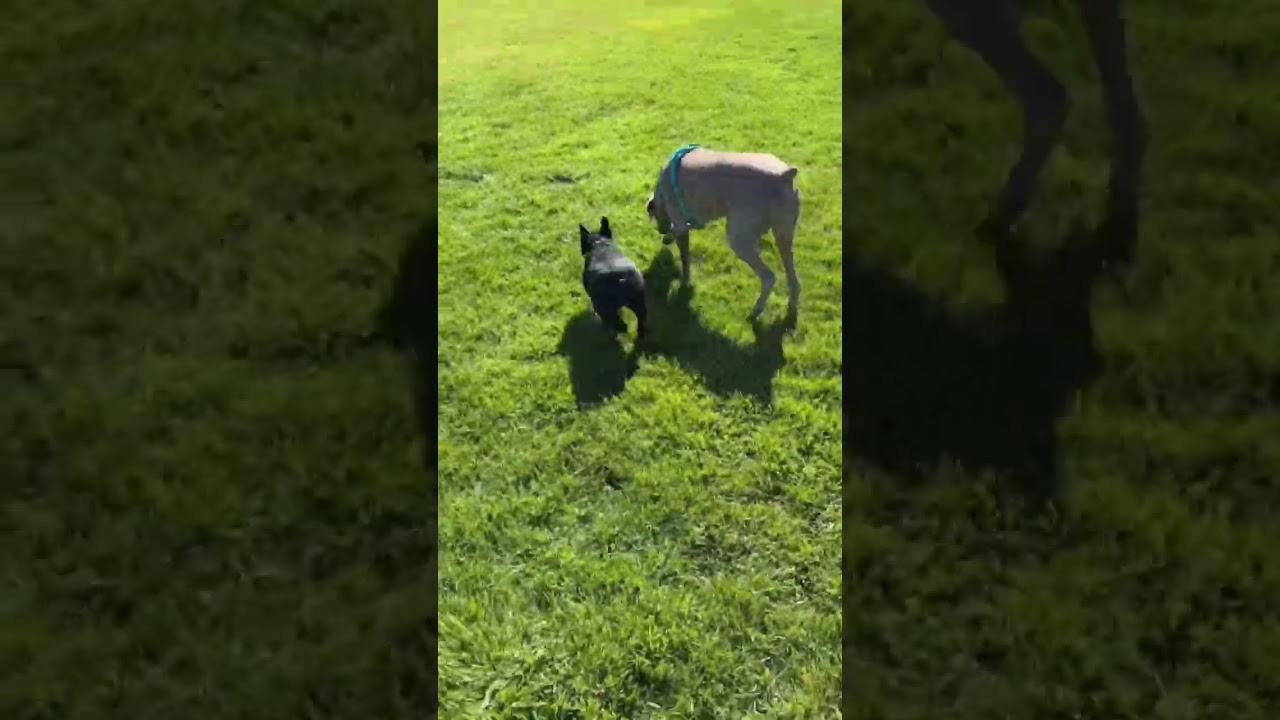 Dogs 🦮 need plenty of exercise, so make time for walks! 