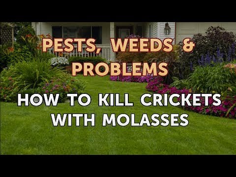 How to Kill Crickets with Molasses