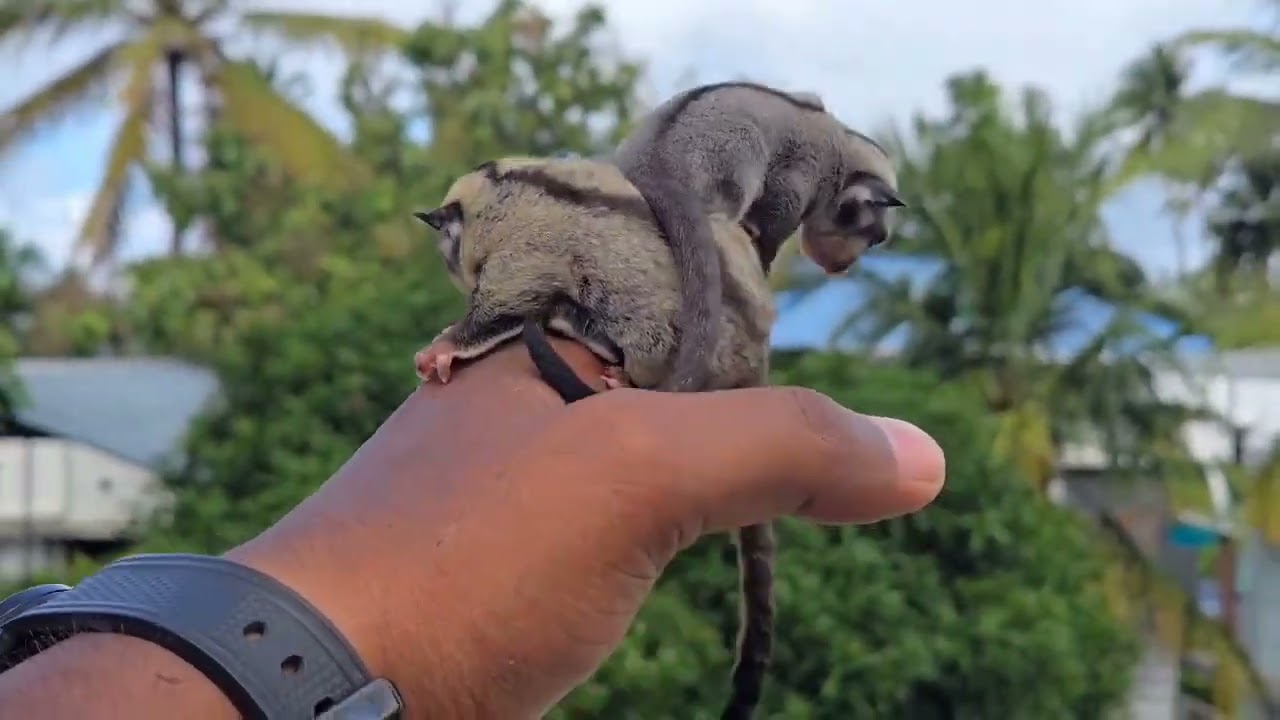 Tamed grey sugar glider