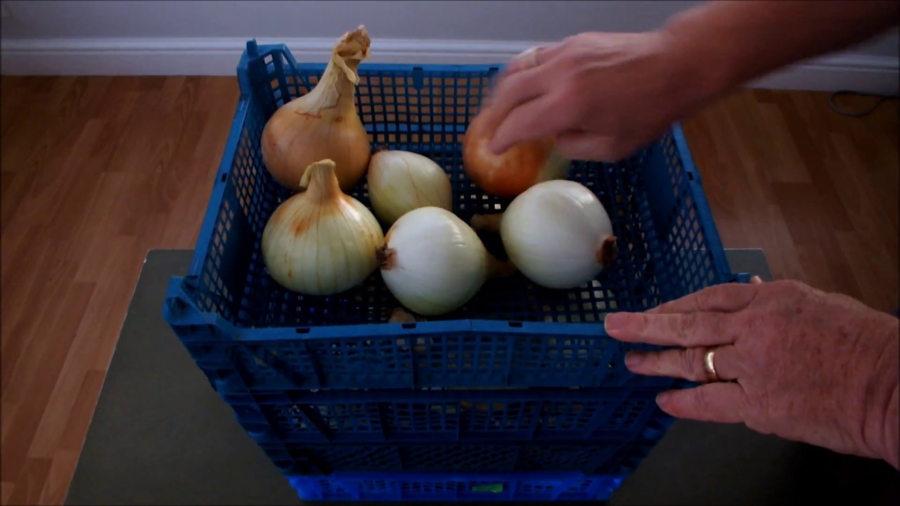 How To Store Onions 2 Months In Store And No Losses Grow