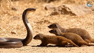 The African Mongoose vs the King Cobra: A Survival Battle of Intelligence and Venom | Animal Fights