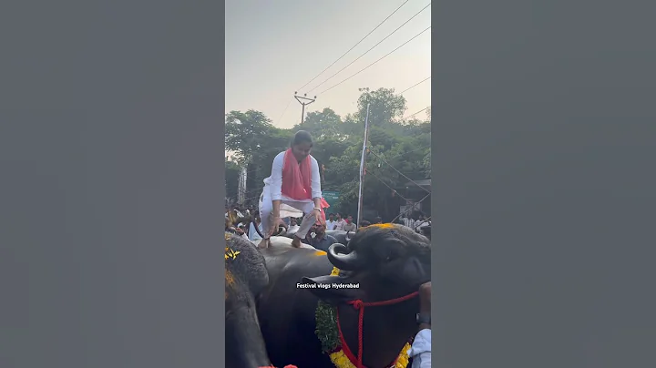 Sadar icon Swapna Yadav dance on bull @Sadar Sammelan festival 2025 #ytshorts #sadarfestival #viral thumbnail