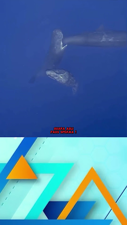 TERNYATA INI SUARA PAUS SPERMA !