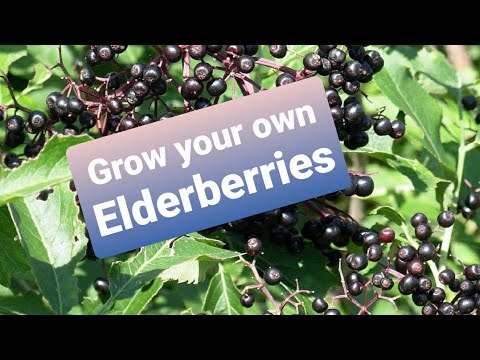 Video: Elderberry Sousi