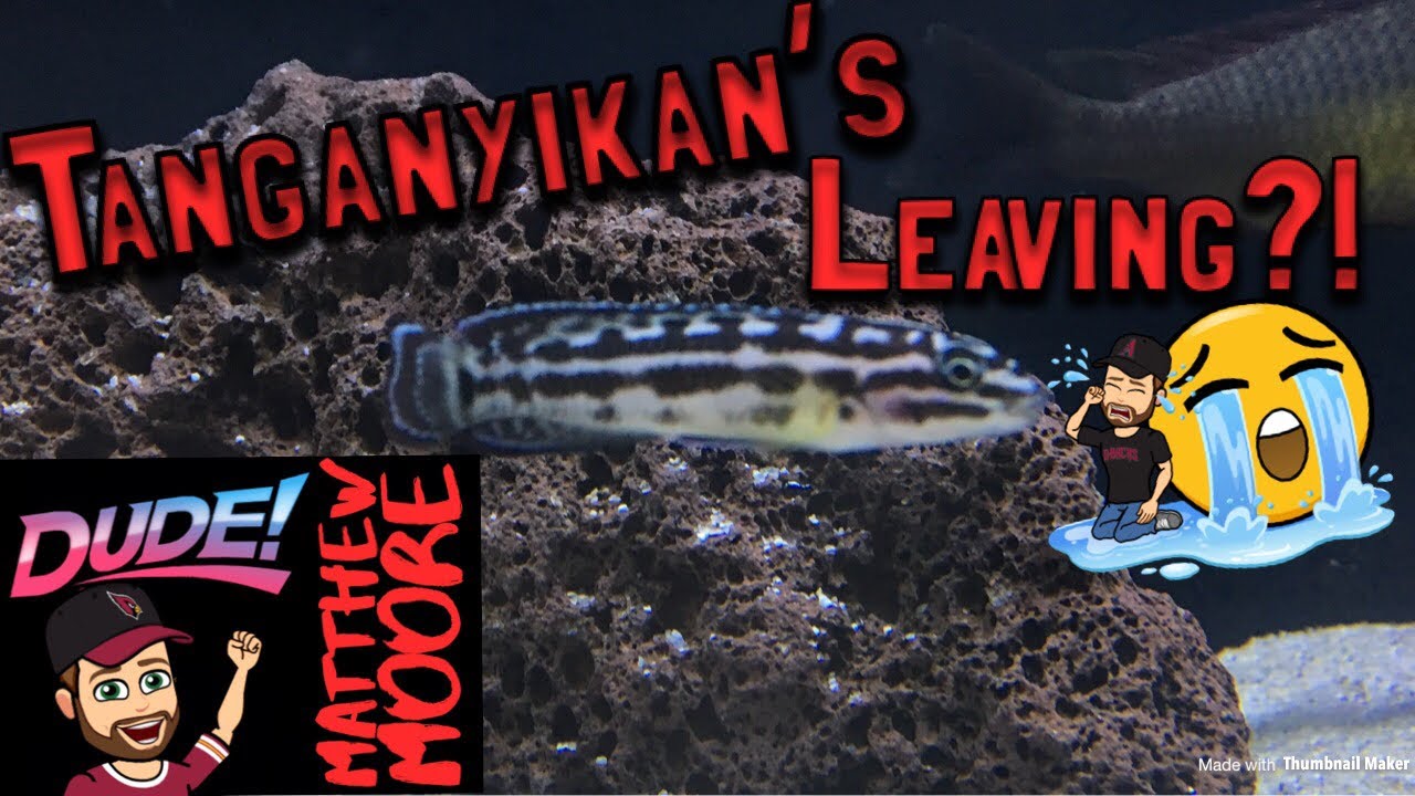 tangstedt Tanganyikan’s leaving?!