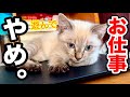 在宅勤務を断固阻止してくる元野良猫ジルベール【家に来て3日目】