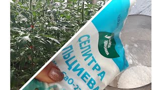 видео: Кальциевая селитра по томатам. Защита от вершинной гнили. картинка: Кальциевая селитра по томатам. Защита от вершинной гнили.