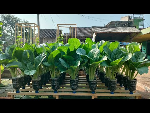 Video: Menanam Chicory Dalam Pasu: Menjaga Chicory Tanam Bekas