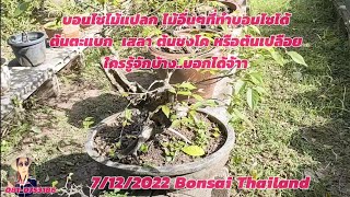 Bonsai บอนไซซากอายุมาก ไม้ที่ทำบอนไซได้?????