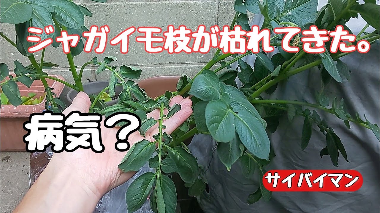 秋ジャガイモが開花後に枯れてしまいました 病気 青枯病でしょうか 家庭菜園 家庭菜園初心者 袋栽 昆虫 観賞魚ショップ ドルドル