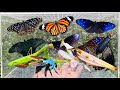 Catching Rare Orchid Mantis and Beautiful Butterflies in the Garden | Insect Hunting