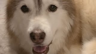Phoenix in recovery mode! by Meeler Husky 205 views 1 year ago 1 minute, 26 seconds