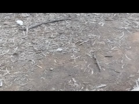 تحويسة في غابة بن عكنون هيا نتمتع معا