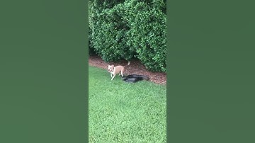 Hero Dog Saves Kid from Snake 🐕🐾❤️ unbelievable moment caught on camera