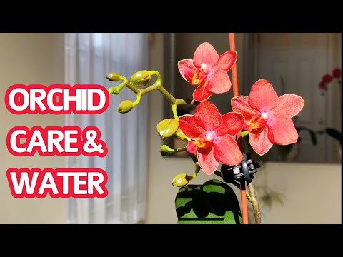 Video: Orchid - tưới nước, chăm sóc, ra hoa