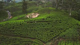 Шри-Ланка 2024, водопад, чайные плантации, пик Адама