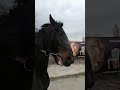 strong horse