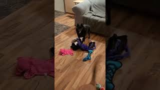 Cotton Schipperke & Hound. Zephyr Stormi Skye 3rd & Zephyr Shiloh River 1st Birthday Party. by Cotton Schipperkes 94 views 1 year ago 7 minutes, 13 seconds