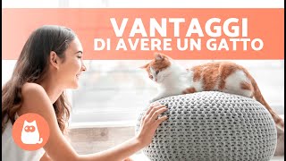 7 VANTAGGI di avere un GATTO ✅ Perché dovresti ADOTTARE un GATTO!