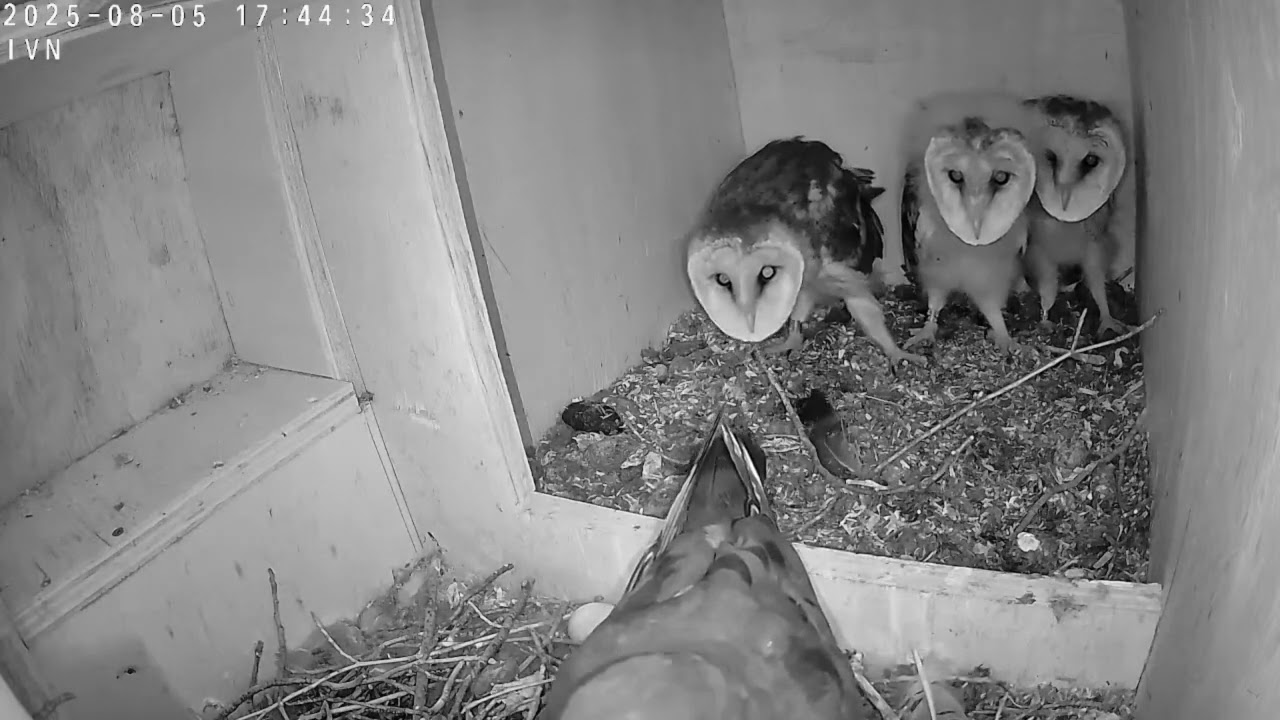 Hoogspanning in de kerkuilen kast