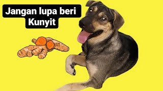 Penambah nafsu makan anjing(MPASU)Menu PAngan aSU